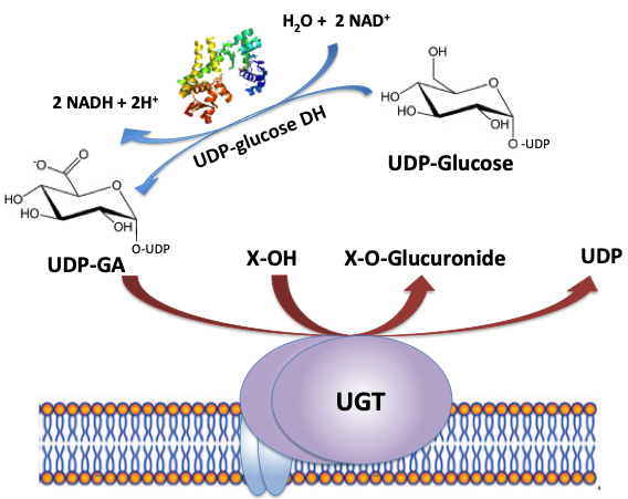 UGT Reaction