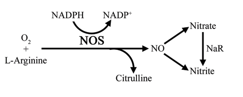 NOS assay